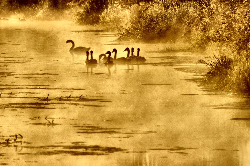 Le ponemos imágenes?