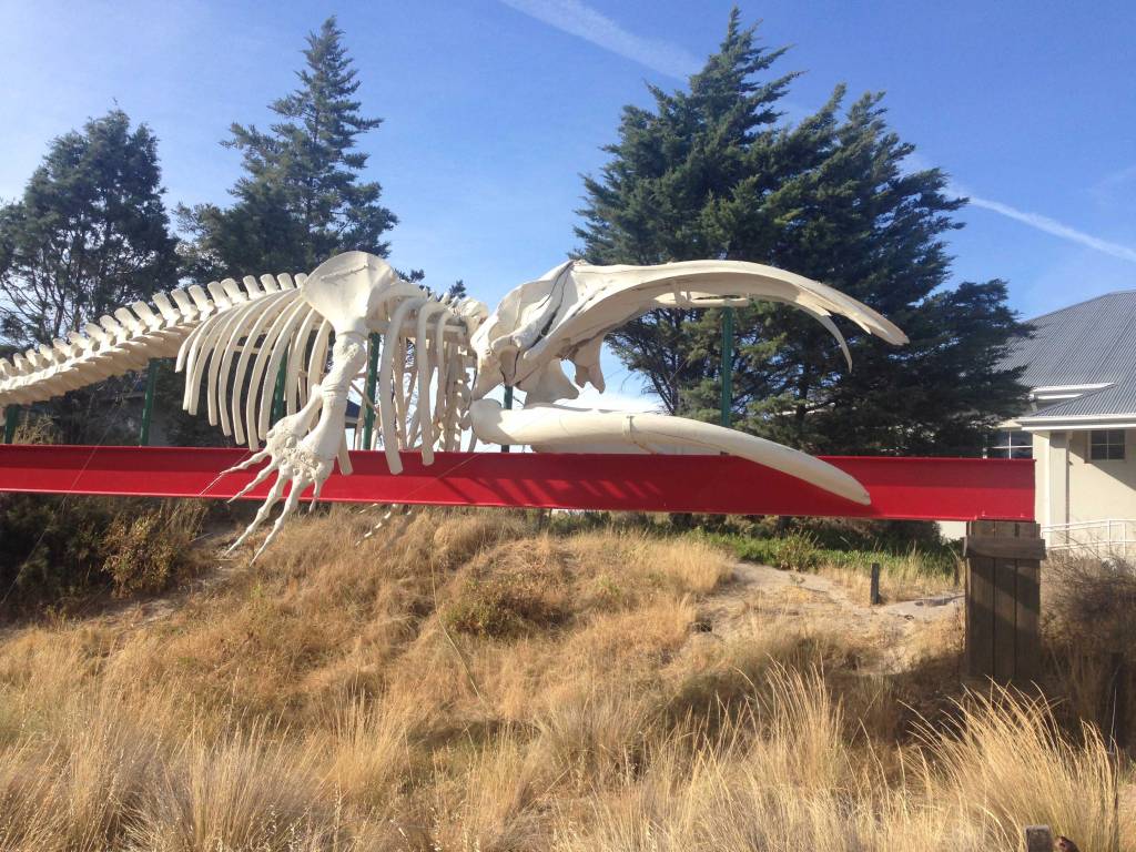En el ingreso un esqueleto de ballena