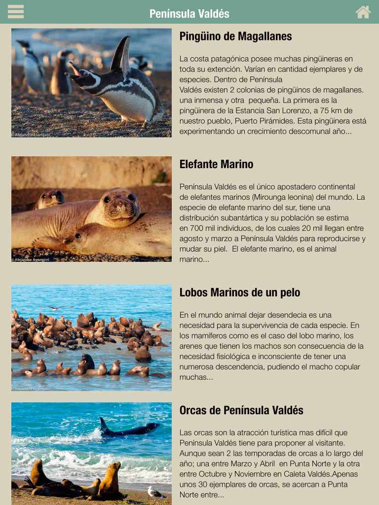 fauna-y-flora-de-peninsula-de-valdes