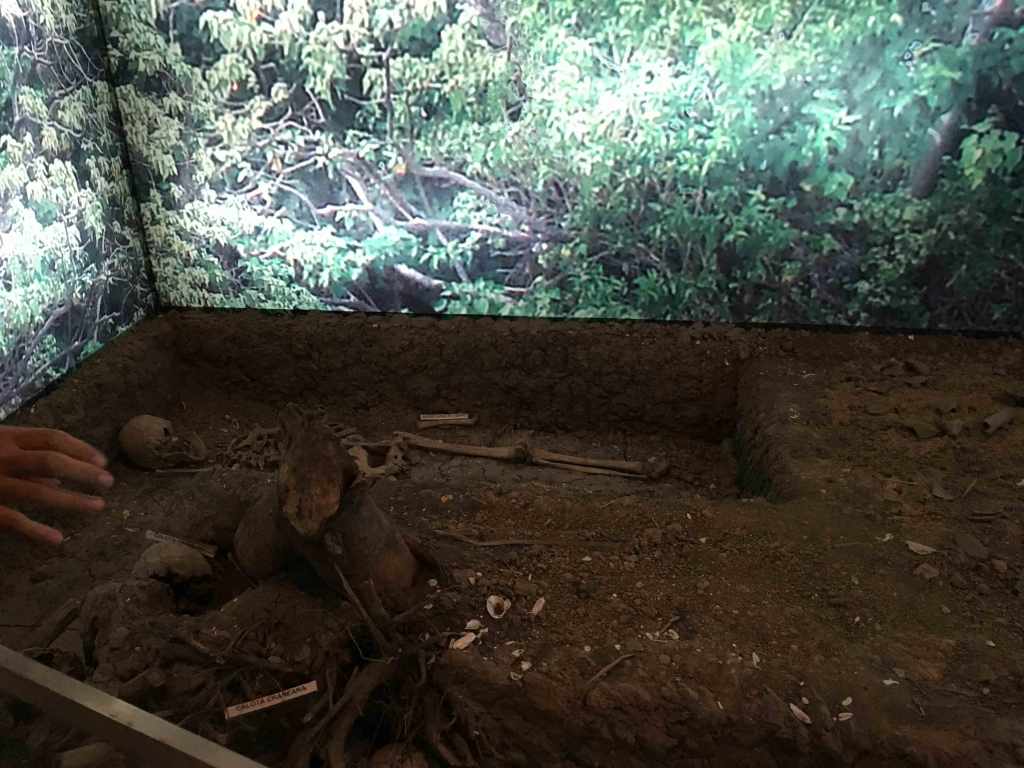 fosiles-encontrados-en-ibera