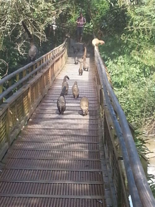 Nos buscan los Coaties